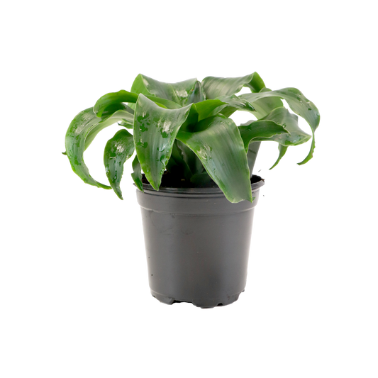 4" Dracaena Twist image 0