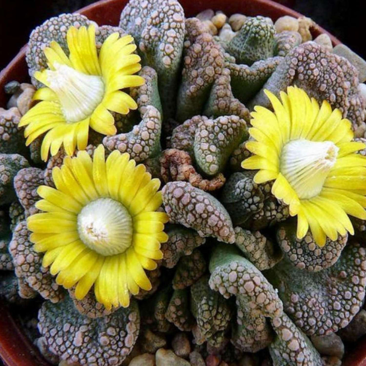 Titanopsis Calcarea image 4