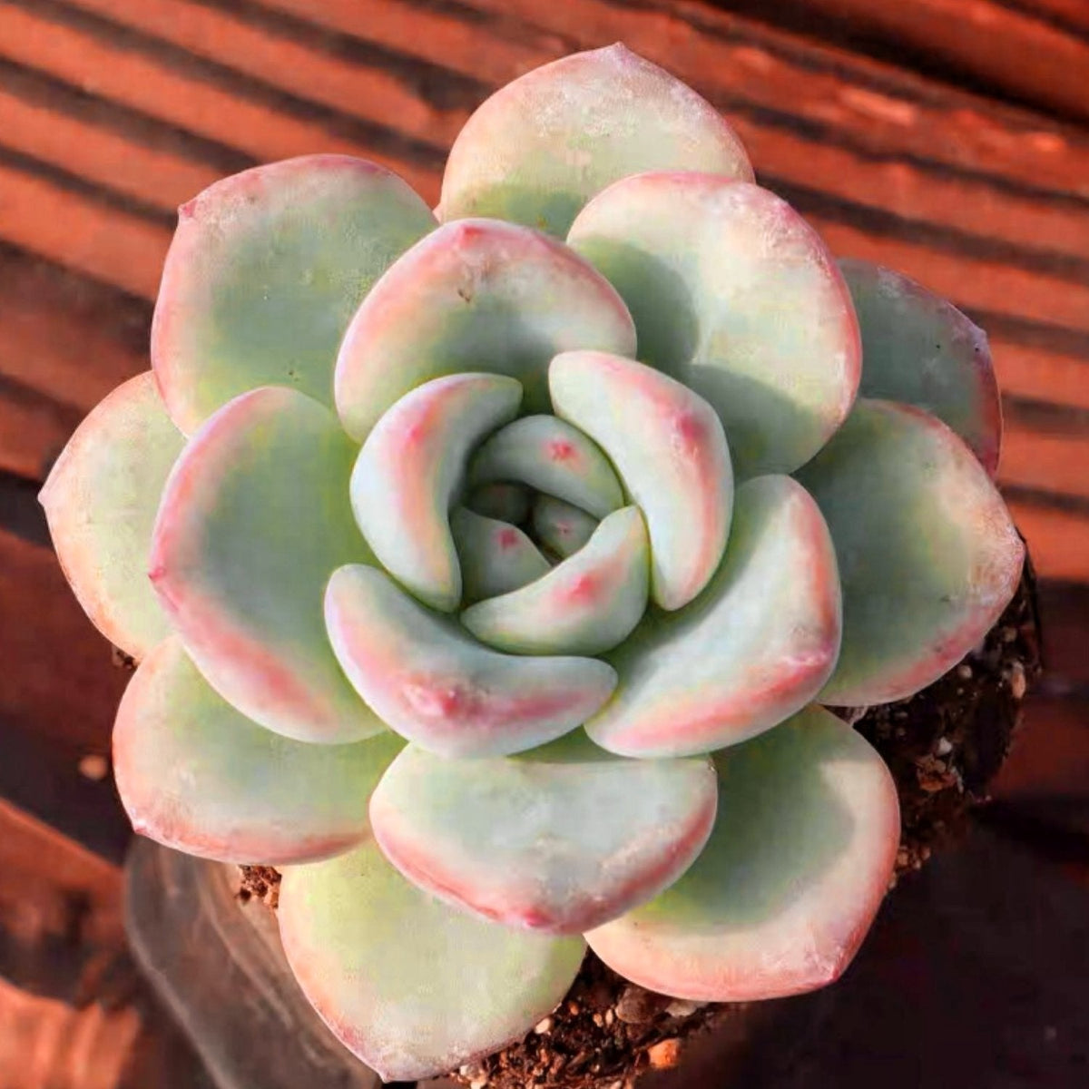 Echeveria Sensation (6 inch) image 1