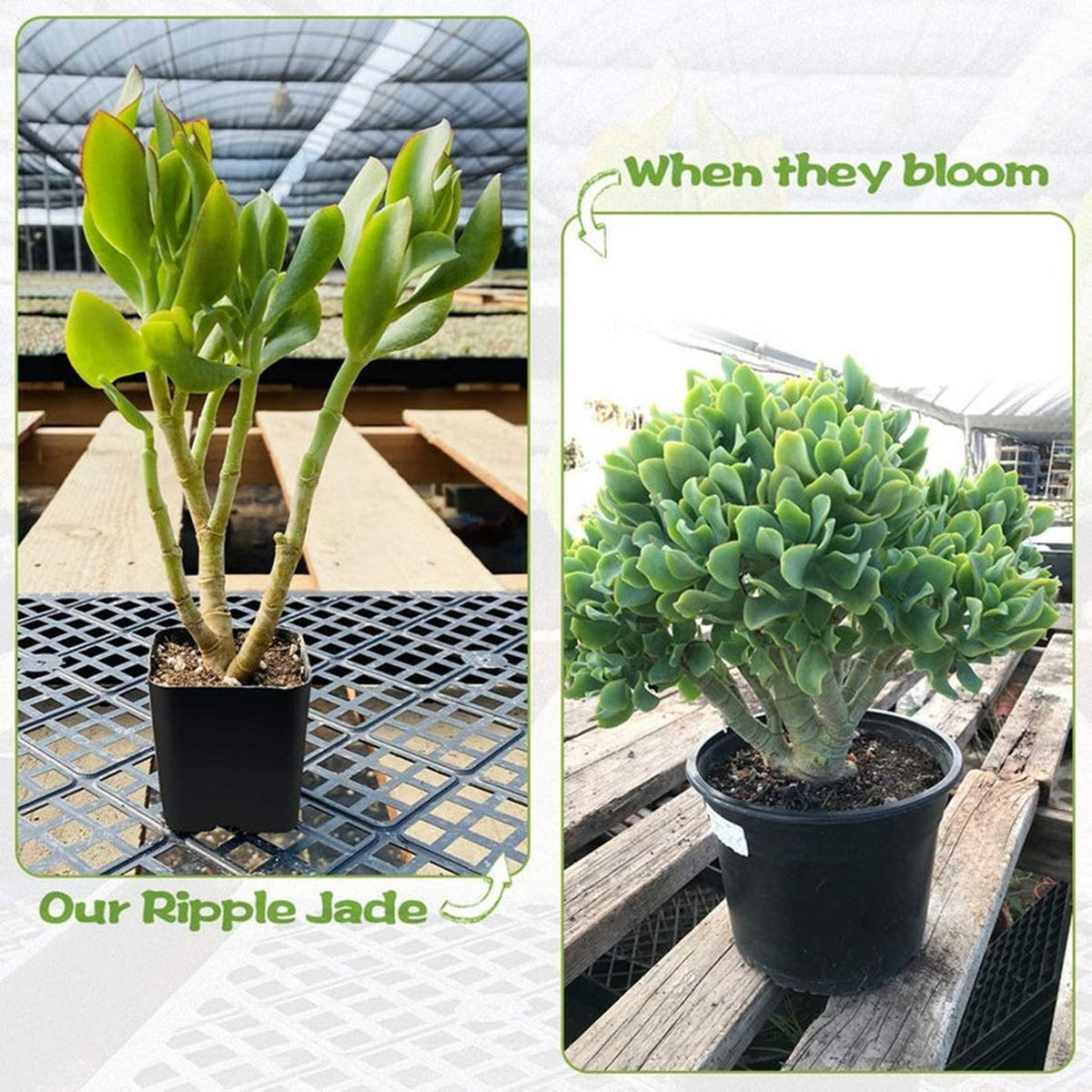 Crassula Arborescens Undulatifolia image 1
