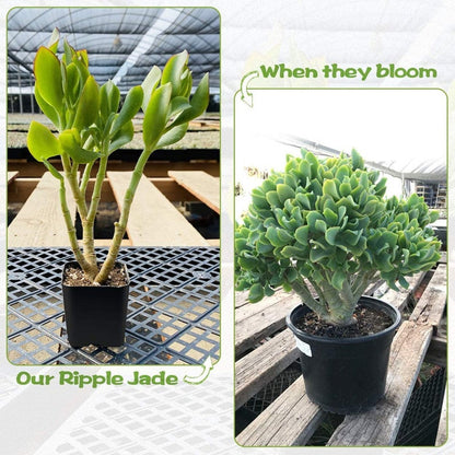 Crassula Arborescens Undulatifolia image 1