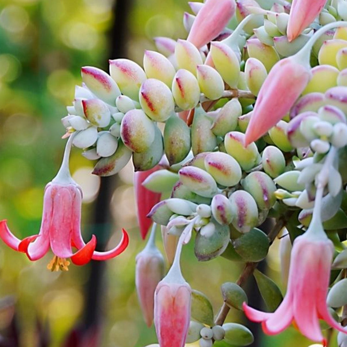 Cotyledon Pendens (Cliff Cotyledon) image 3
