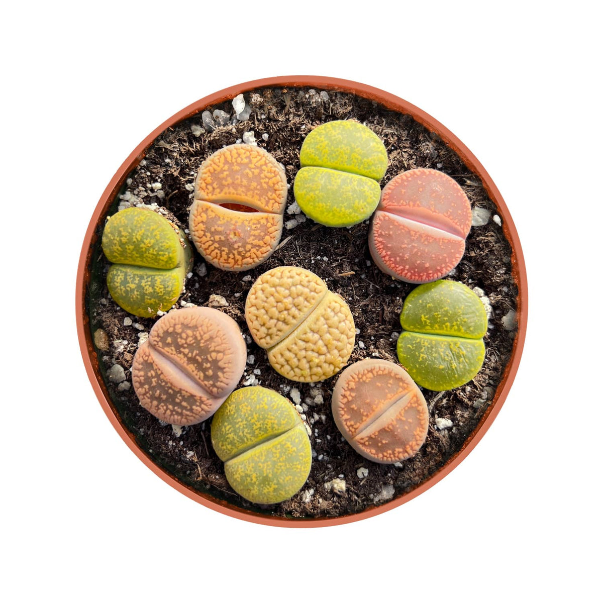 Assorted Lithops image 0