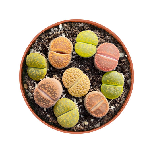 Assorted Lithops image 0