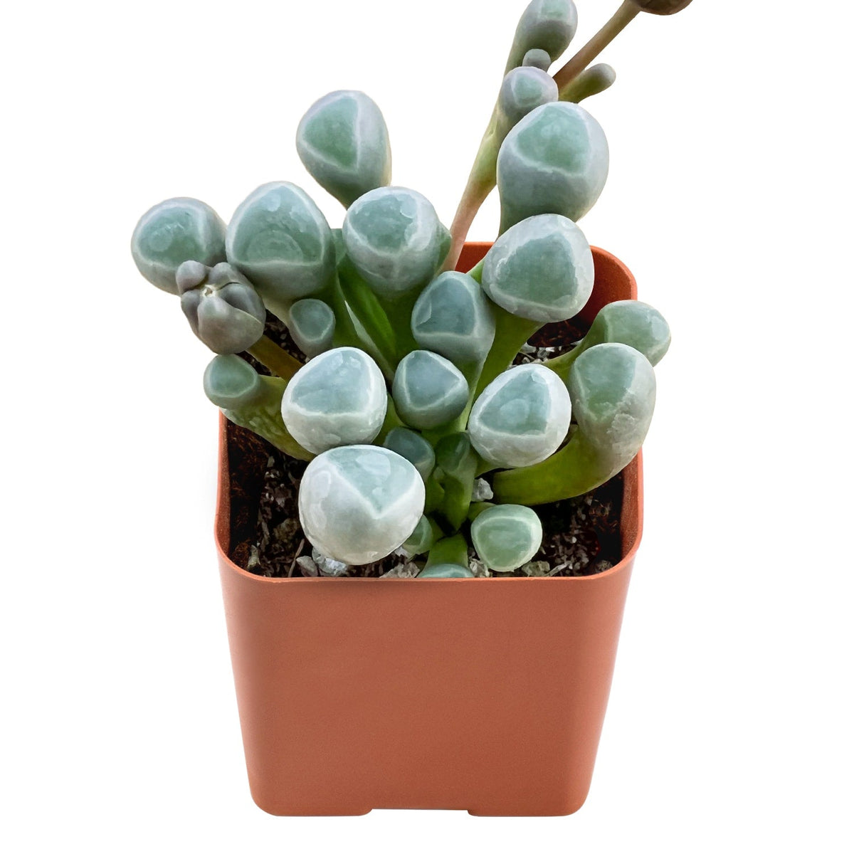 Fenestraria rhopalophylla / Baby Toes image 0