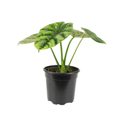 4" Alocasia Dragon Scale image 1