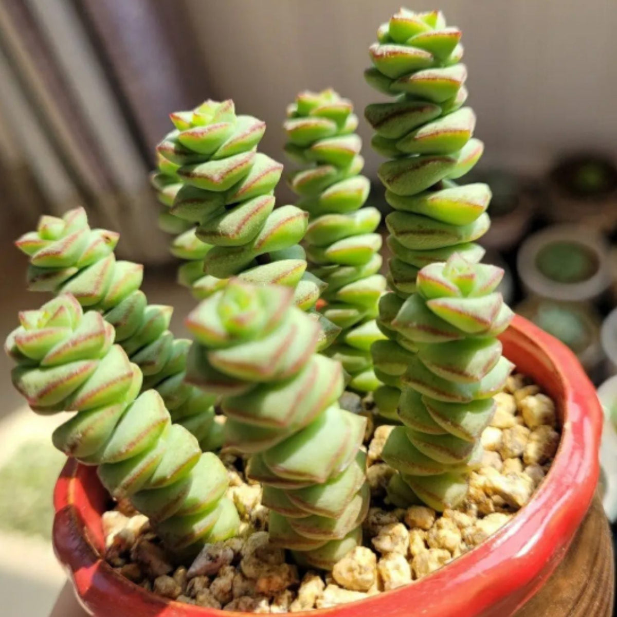 Crassula 'Baby's Necklace' (4 inch) image 4