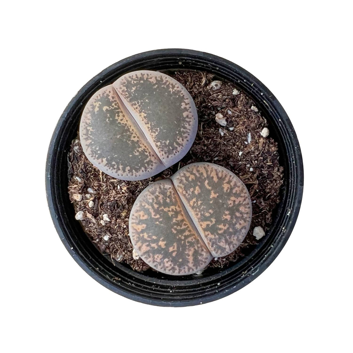 Lithops Lesliei image 0