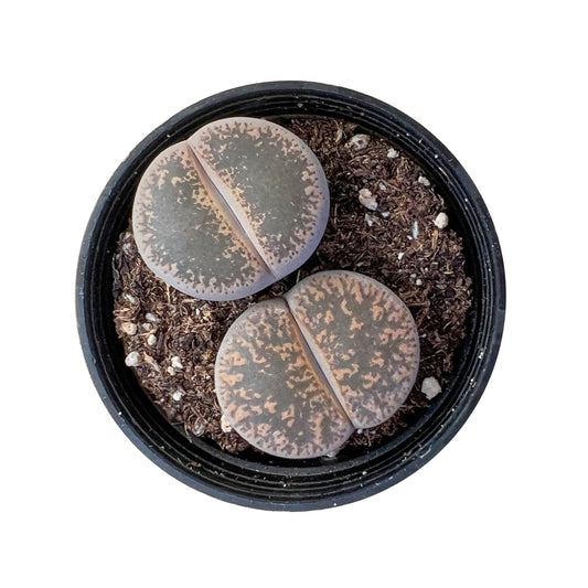Lithops Lesliei image 0
