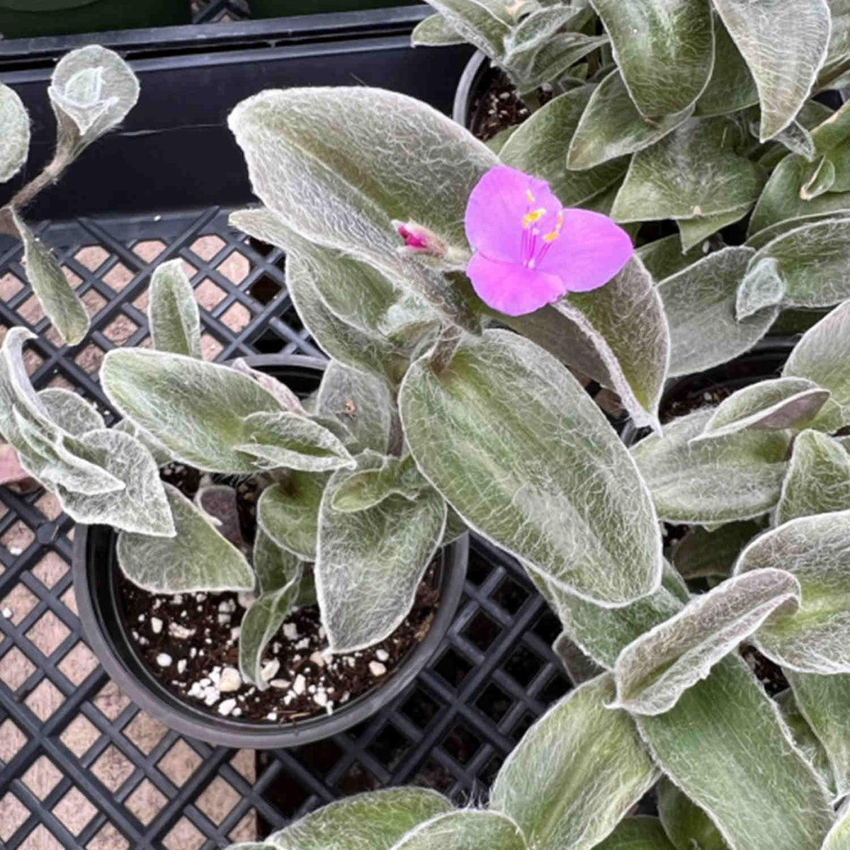 Tradescantia sillamontana (4 inch) image 2