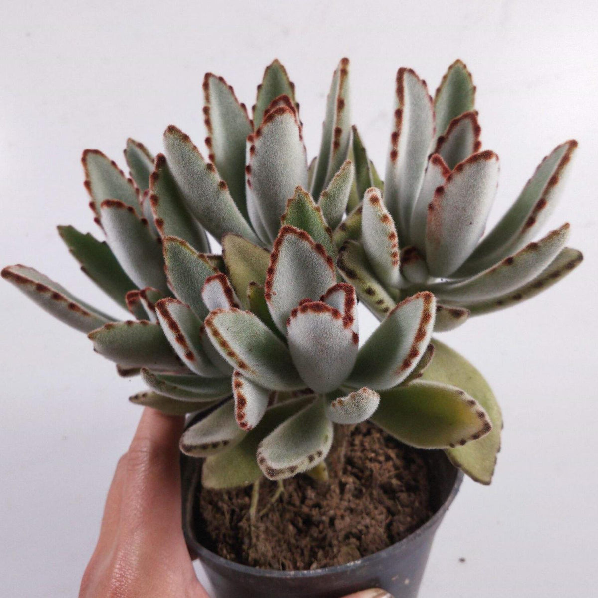 Kalanchoe tomentosa/Panda Plant (4 inch) image 1