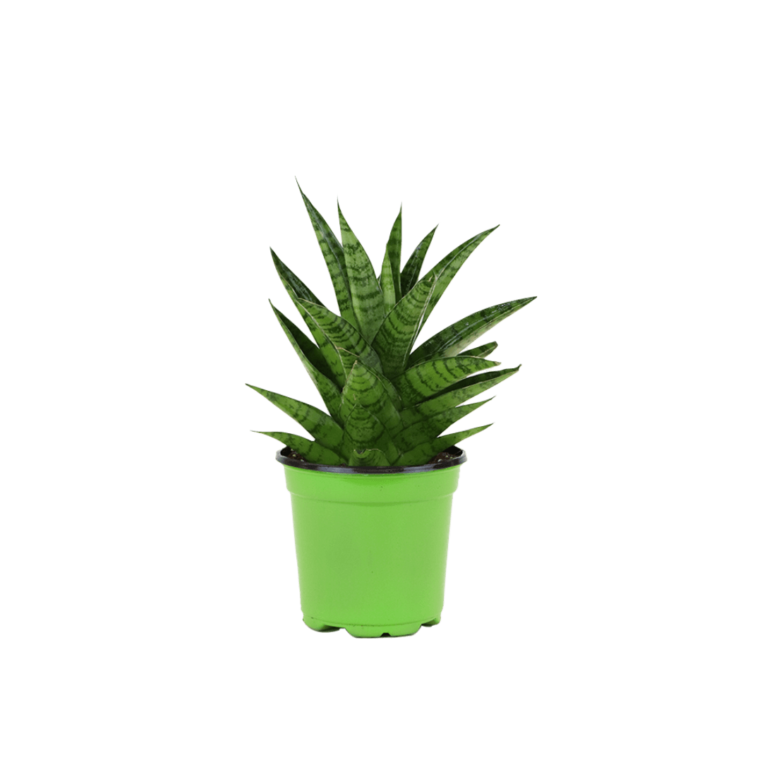 4" Sansevieria Tough Lady image 0
