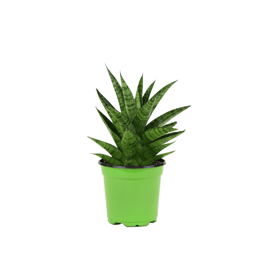 4" Sansevieria Tough Lady image 0