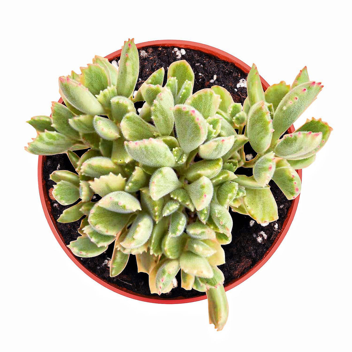 Cotyledon Tomentosa Variegated (4 inch) image 0