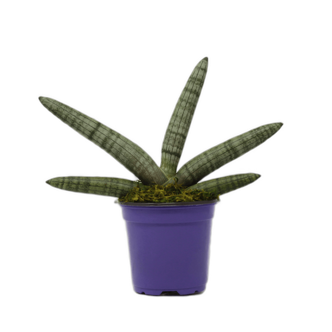 4" Sansevieria Boncel Starfish image 0