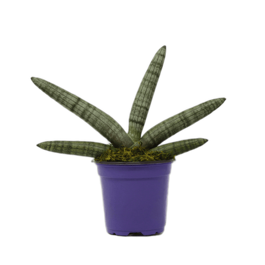 4" Sansevieria Boncel Starfish image 0