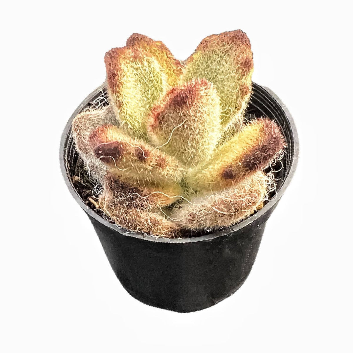 Kalanchoe Tomentosa 'Teddy Bear' image 1