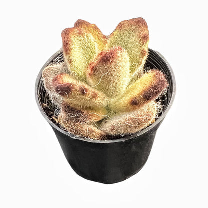 Kalanchoe Tomentosa 'Teddy Bear' image 1