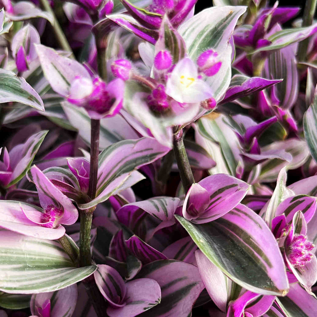 Tradescantia Nanouk / Fantasy Venice (4 inch) image 3