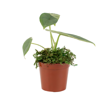 2.5" Alocasia Melo image 1