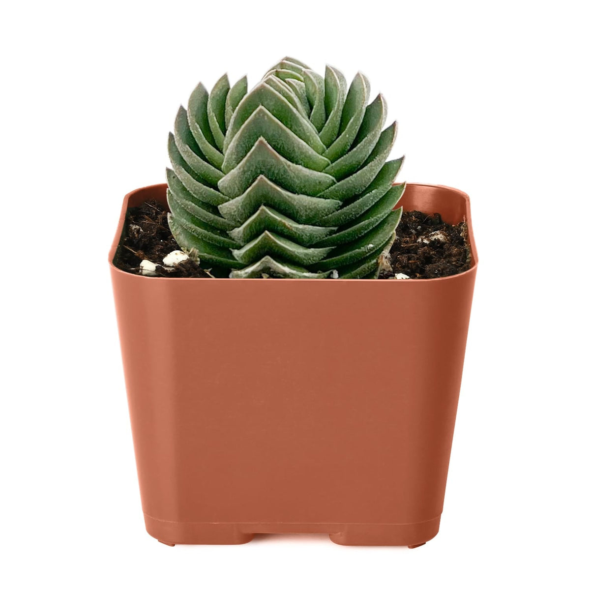Crassula cv. Buddha's Temple image 1