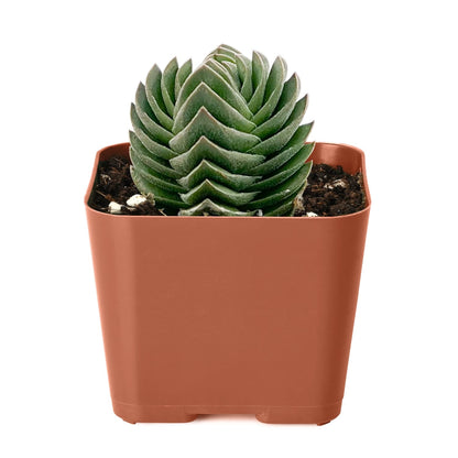 Crassula cv. Buddha's Temple image 1