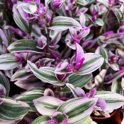 Tradescantia Nanouk / Fantasy Venice (4 inch) image 2