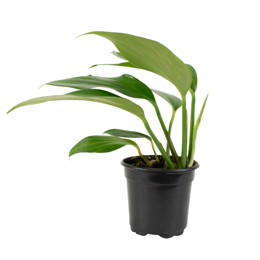 4" Rhaphidophora Dragon Tail image 1