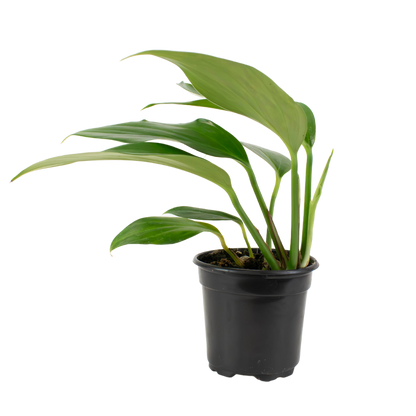 4" Rhaphidophora Dragon Tail image 1