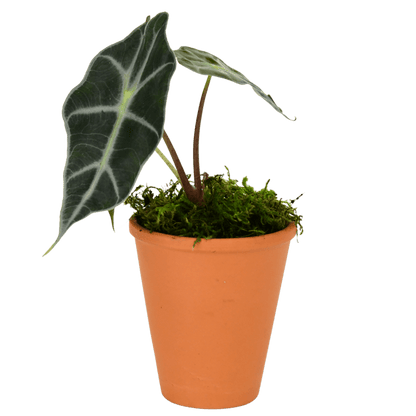 2.5" Alocasia Bambino image 0