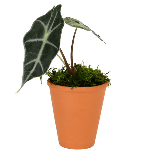 2.5" Alocasia Bambino image 0