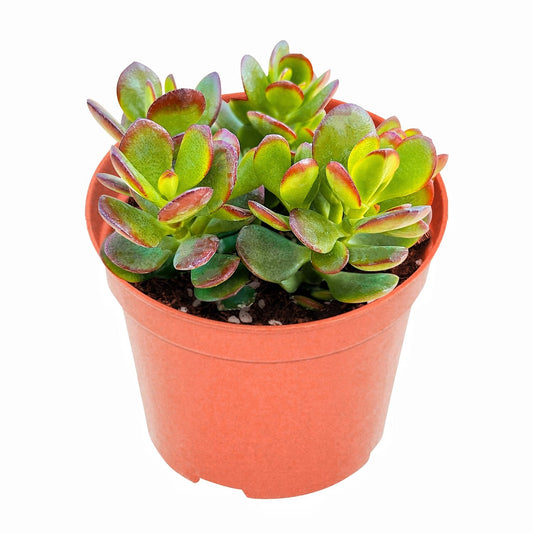 Crassula Ovata Crosby’s Compact/Dwarf Jade Plant (4 inch) image 0