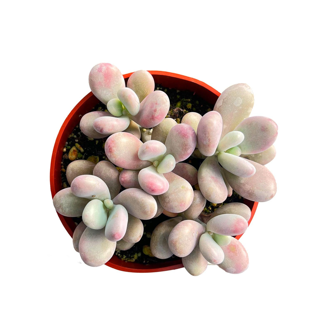 Graptopetalum Amethystinum (4 inch) image 0
