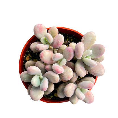 Graptopetalum Amethystinum (4 inch) image 0