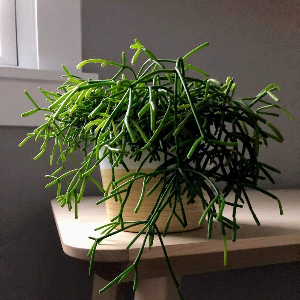 Rhipsalis baccifera/Mistletoe Cactus (4 inch) image 2
