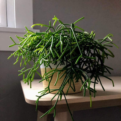Rhipsalis baccifera/Mistletoe Cactus (4 inch) image 2
