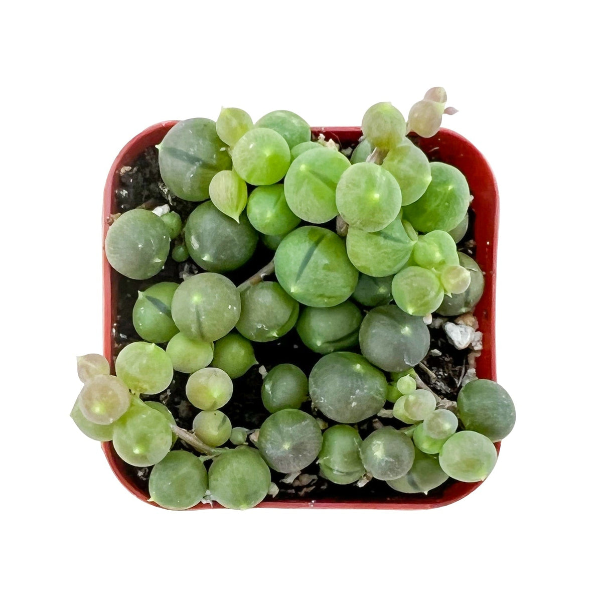 String of Pearls/Senecio Rowleyanus image 0