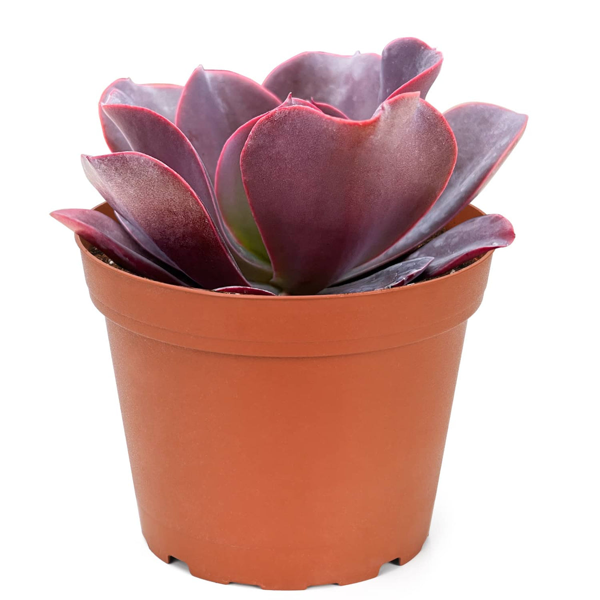Echeveria 'Hortencia' (6 inch) (Limited) image 1