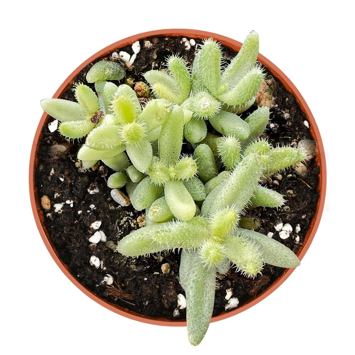 Delosperma Echinatum 'Pickle Plant' Variegata (4 inch) image 0