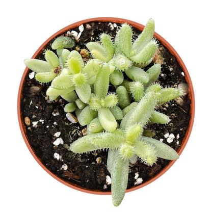 Delosperma Echinatum 'Pickle Plant' Variegata (4 inch) image 0