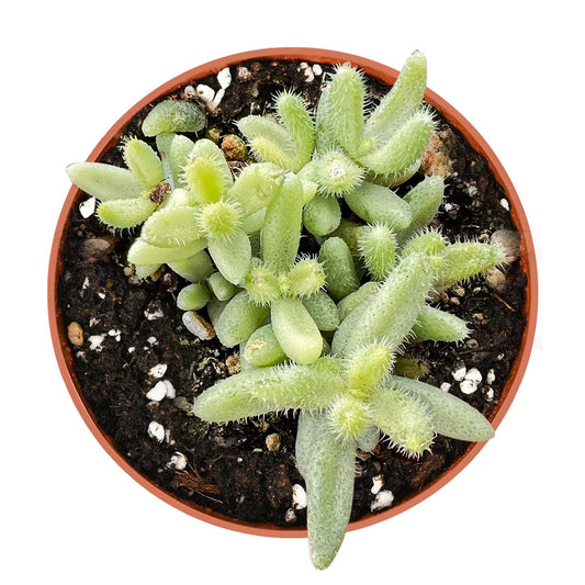 Delosperma Echinatum 'Pickle Plant' Variegata (4 inch) image 0