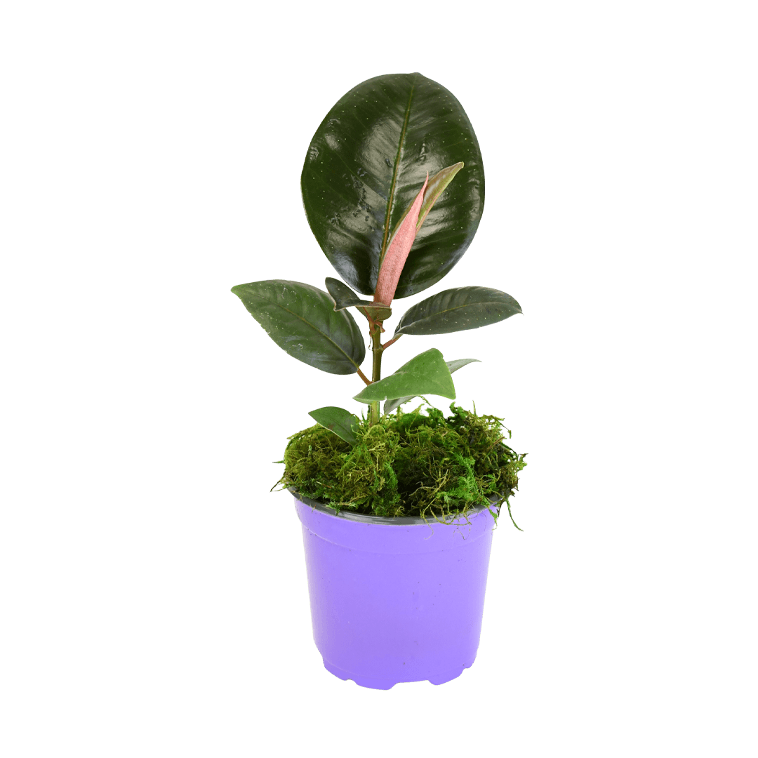4" Rubber Plant Green image 0