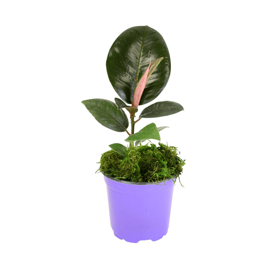 4" Rubber Plant Green image 0