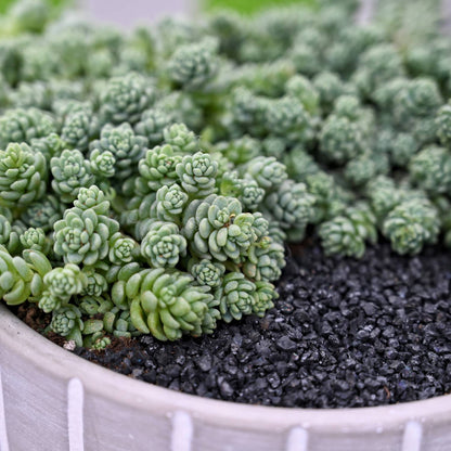Sedum Dasyphyllum 'Major' image 1