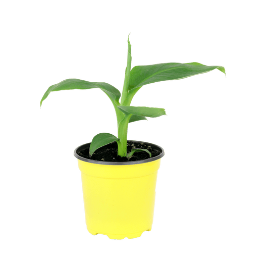 4" Banana Plant image 0