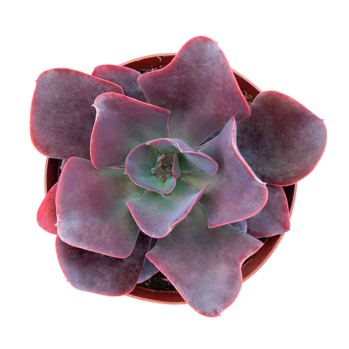 Echeveria 'Hortencia' (6 inch) (Limited) image 0