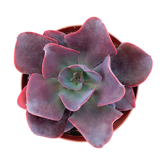 Echeveria 'Hortencia' (6 inch) (Limited) image 0