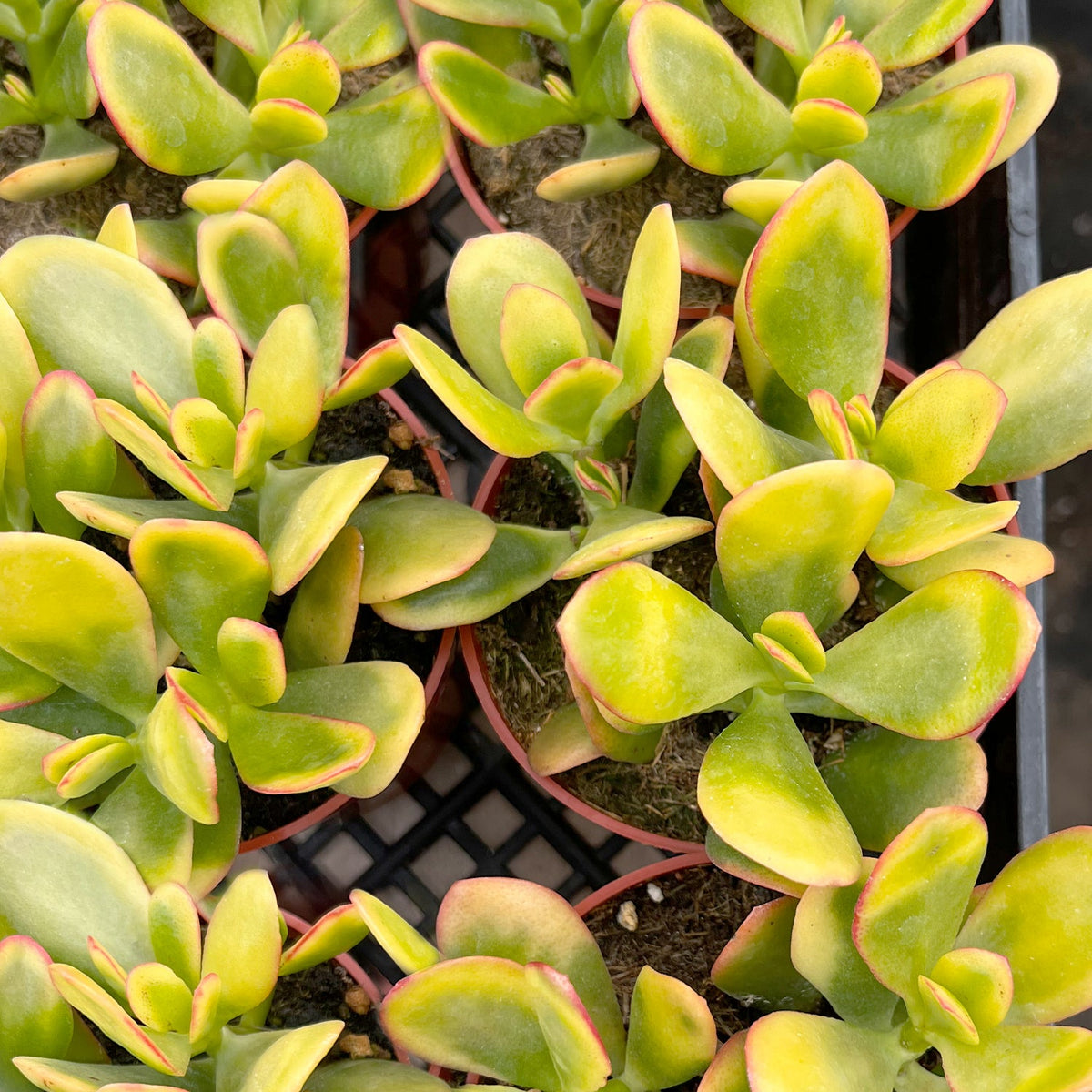 Crassula Ovata 'Hummel Sunset' (4 inch) image 3