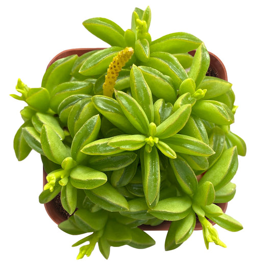 Peperomia dolabriformis(Prayer Pepper) image 0