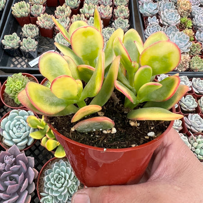 Crassula Ovata 'Hummel Sunset' (4 inch) image 2